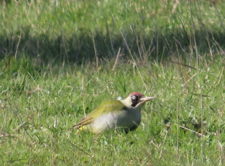 Eurasian Green Woodpecker